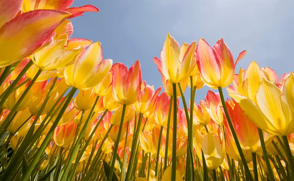 March Equinox 2026:Date,Time and Meaning