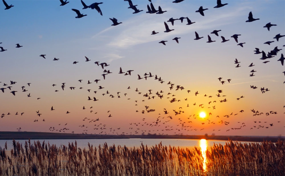 Top 5 Spring Birdwatching Destinations in North America