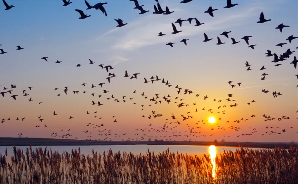 Top 5 Spring Birdwatching Destinations in North America