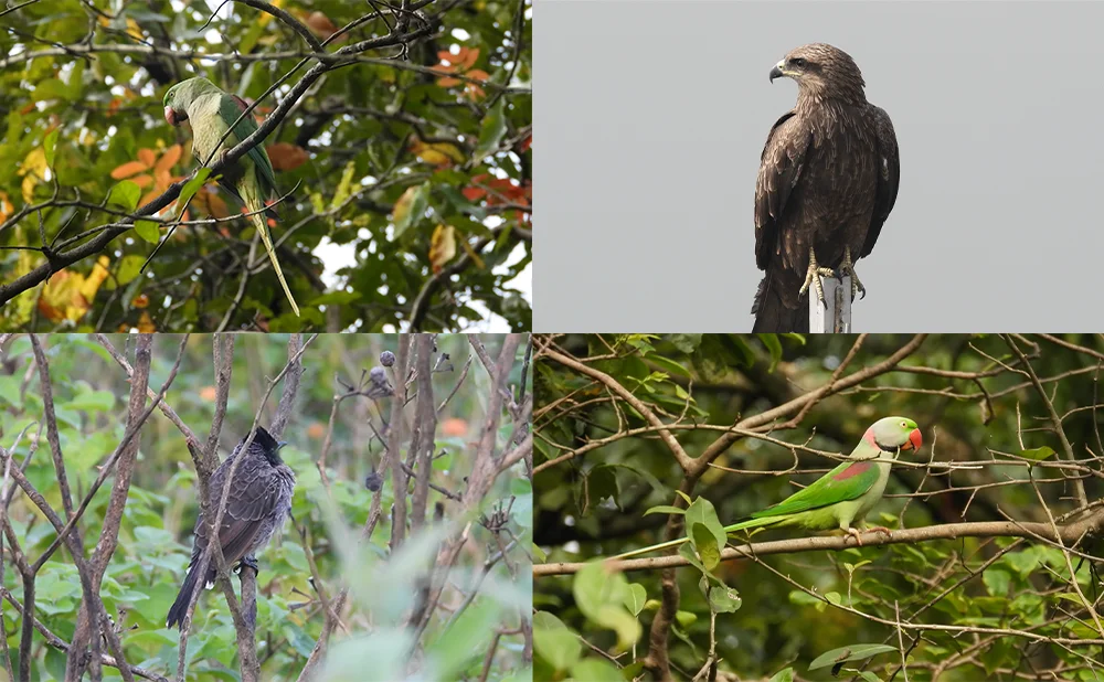 Birdwatching pictures