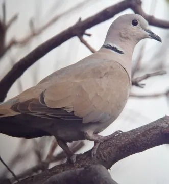 Eurasian Collared-Dove
