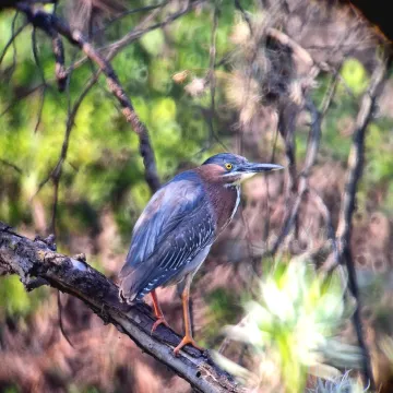 Green Heron