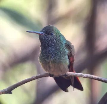 Buff-bellied Hummingbird
