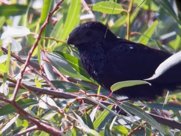 Groove-billed Ani