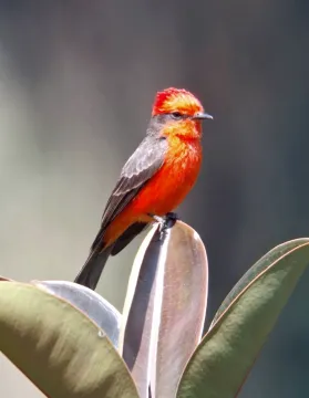 Vermilion Flycatcher