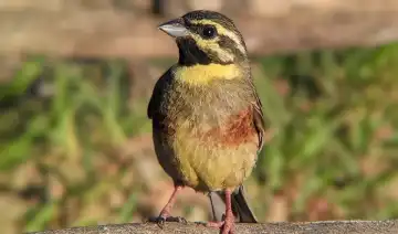 Emberiza cirlus