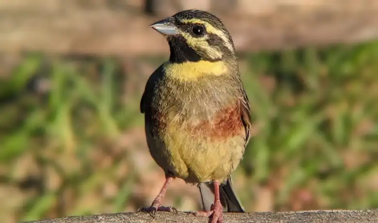 Emberiza cirlus