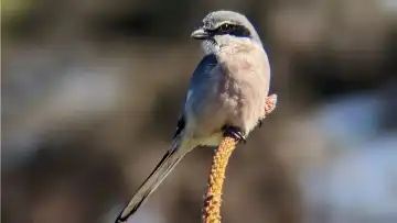 Iberian grey shrike (Lanius meridionalis)