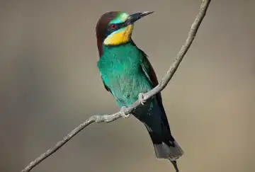 Merops apiaster