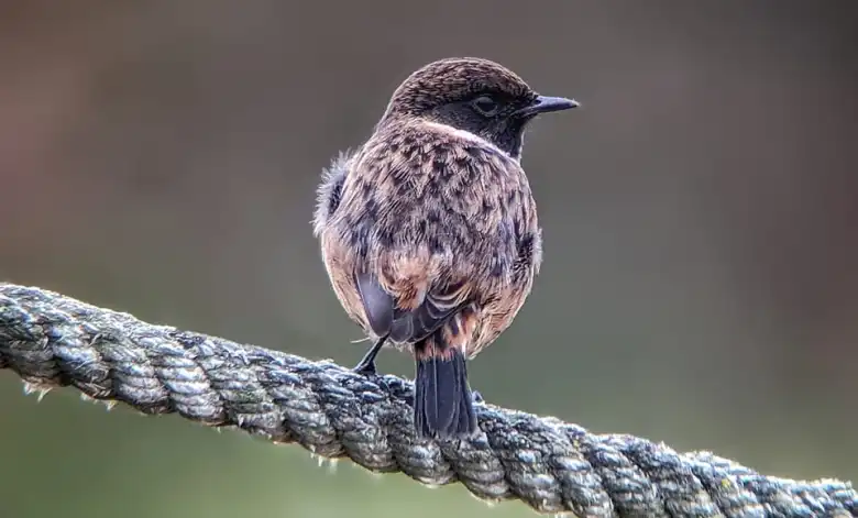 Saxicola rubicola