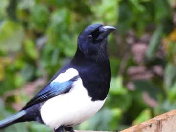 Magpie