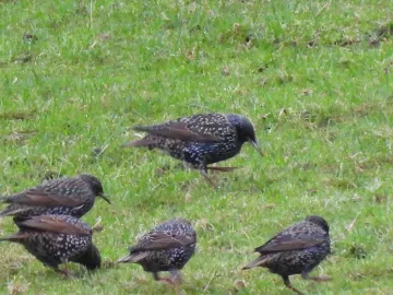 Foraging Starlings